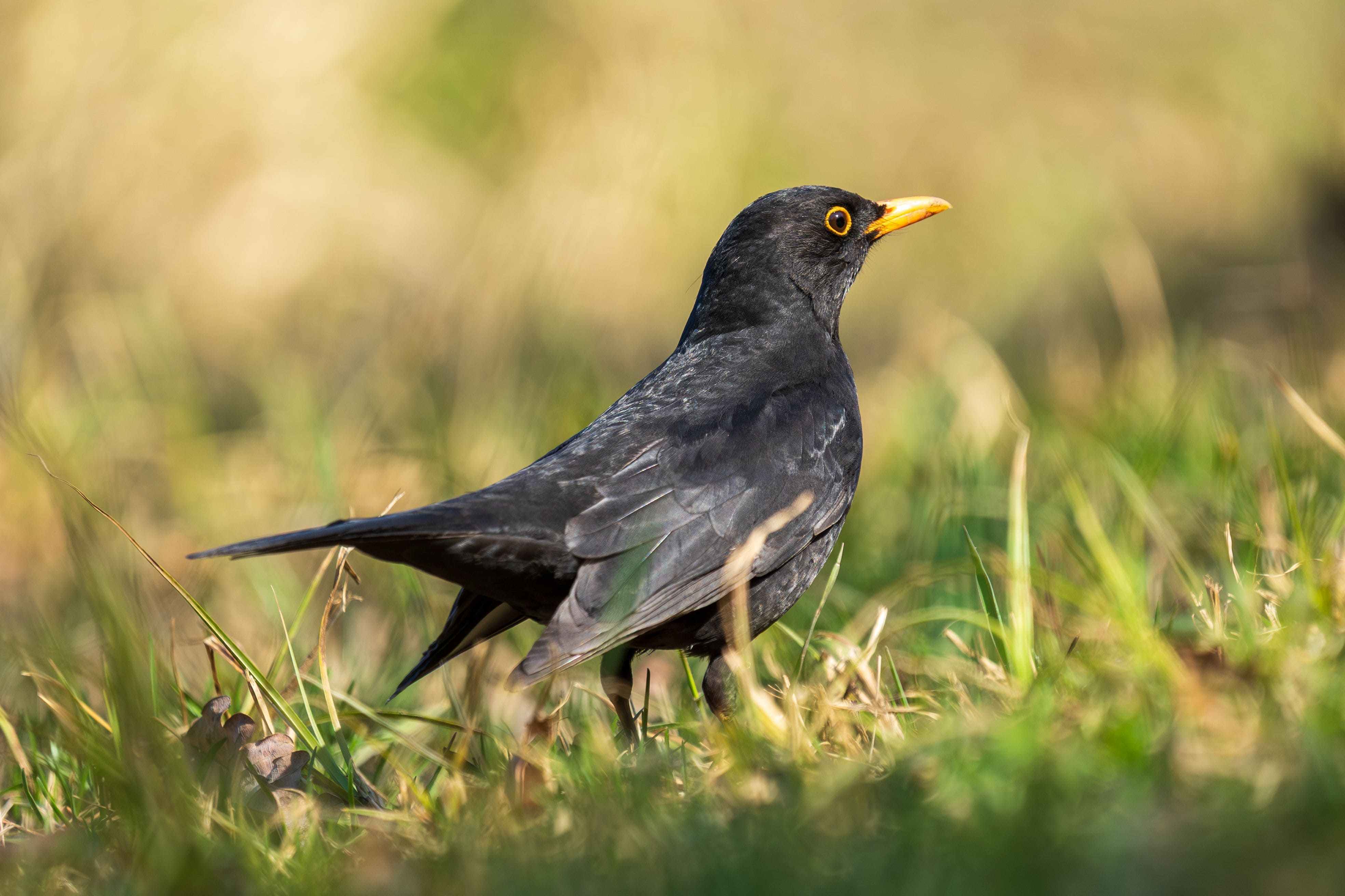Turdus merula_DOK Pexels