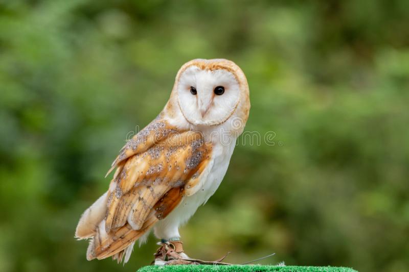 Tyto alba_DOK Ditjen Perkebunan Kementerian Pertanian