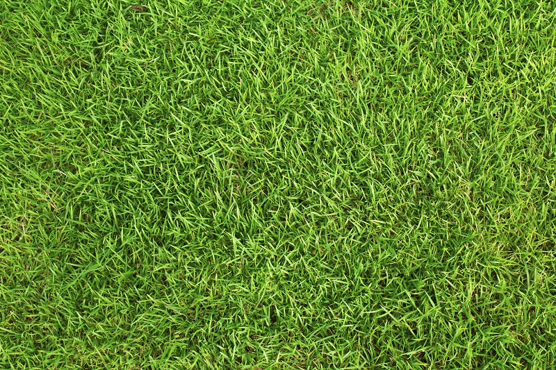 Jenis Rumput yang Cocok buat Taman di Rumah