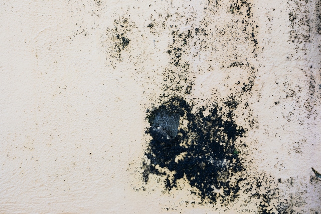 Awas! 5 Titik Jamur Tersembunyi di Rumah