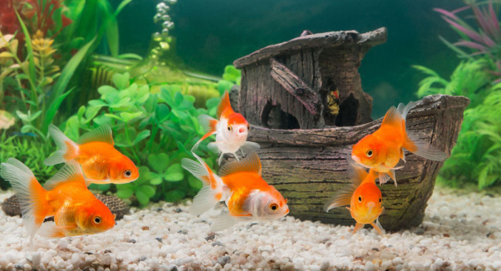 Bawa Hoki! Begini Feng Shui Rumah yang Tepat