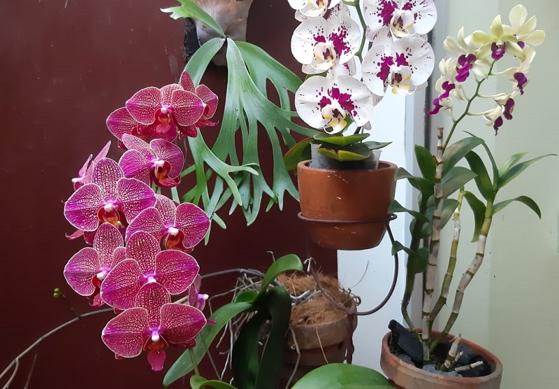 Tanaman yang Bikin Teras Rumah Makin Cantik