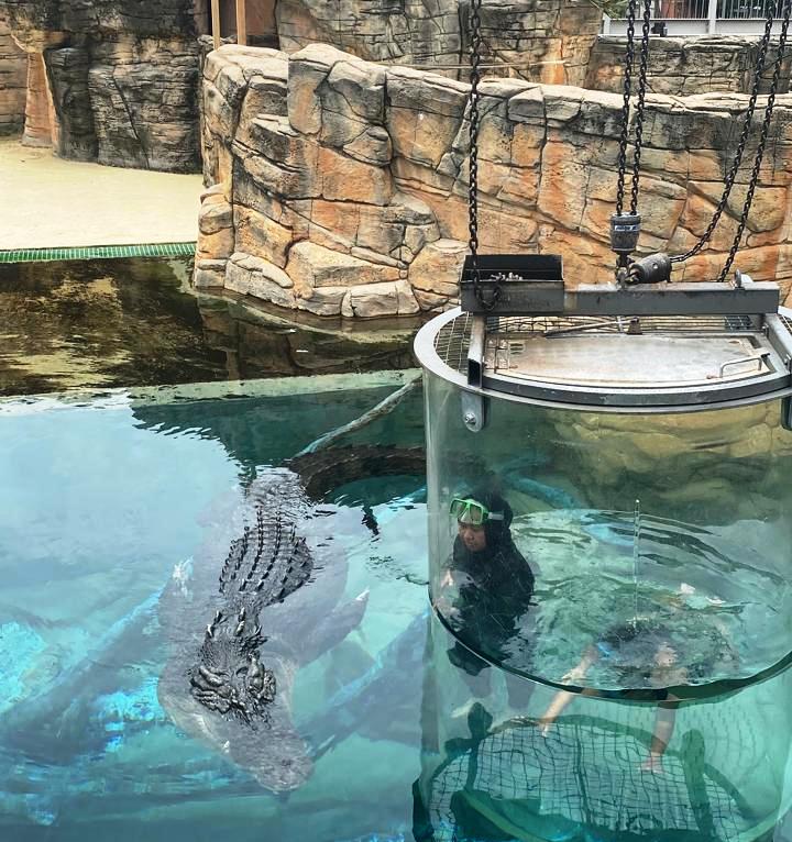 Uji Nyali di Cage of Death, Berenang Bersama Buaya Raksasa di Darwin
