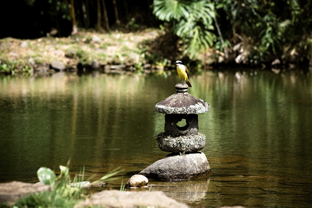 Mengenal Zen Garden, Ciri-ciri, Fungsi hingga Makna