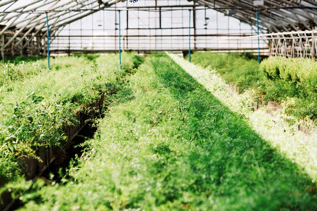 Pengertian dan Manfaat <i>Greenhouse</i>
