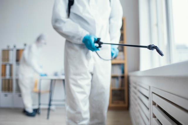 Tips Ampuh Mengusir Rayap di Rumah dengan Bahan Alami