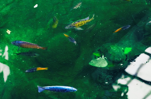 Ikan Pemakan Jentik Nyamuk, Solusi Alami Cegah DBD