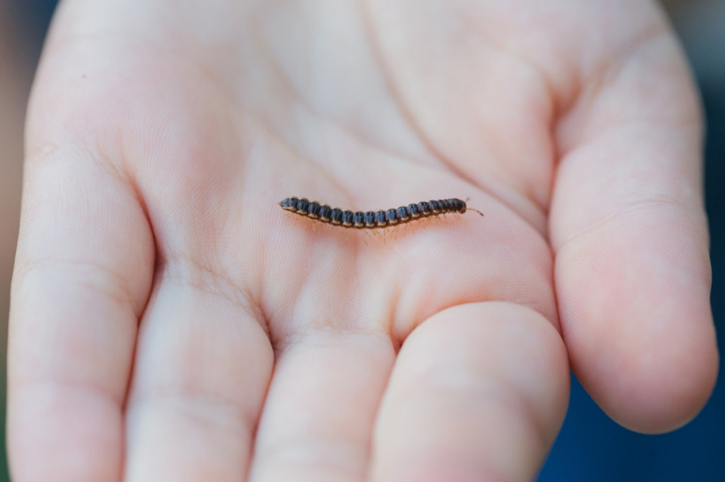 Pakai Cara Ini Usir Kaki Seribu di Rumah, Lebih Ampuh