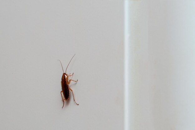 Ampuh dan Mudah! Begini Cara Membuat Kecoa Ogah Masuk Toilet
