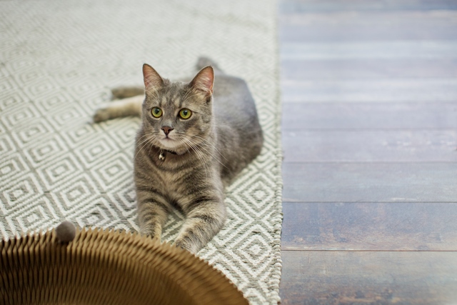 Rumah Bau Pesing Kucing? Ini Cara Cepat Membersihkannya