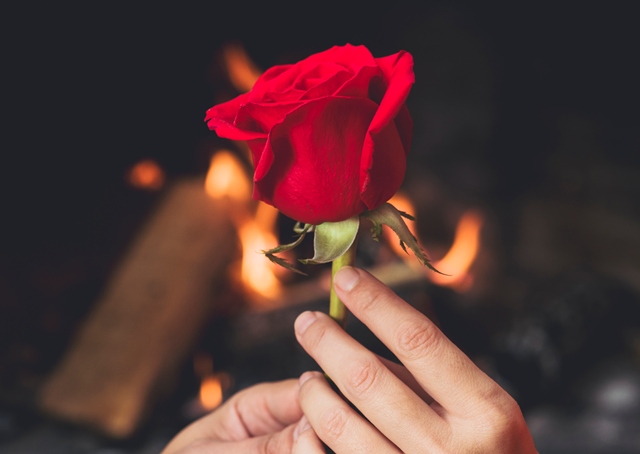 5 Bunga yang Melambangkan Cinta, Cocok untuk Ungkap Perasaan