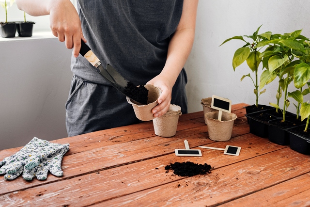 Mau Mulai Berkebun? Perhatikan Cara Menanam yang Tepat