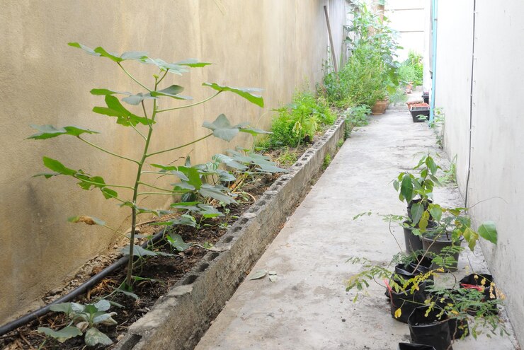 Bikin Taman Rumah Sendiri? Bisa Banget dengan Tips Ini