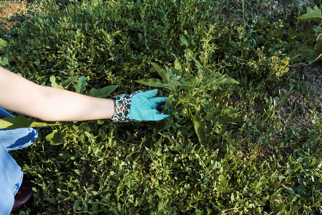 Jenis Rumput untuk Taman Rumah