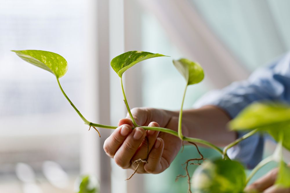 5 Tanaman Hias Pembawa Energi Positif, Cocok untuk di Rumah