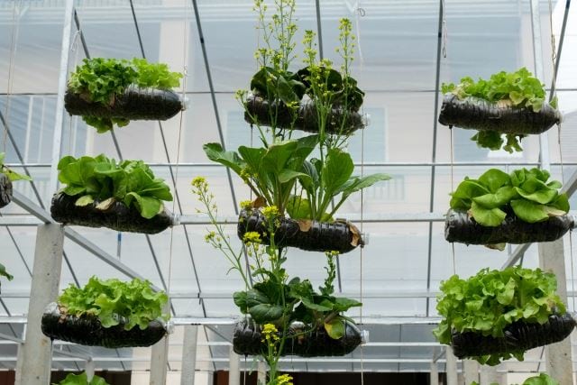 Tanaman yang Cocok untuk <i>Vertical Garden</i>