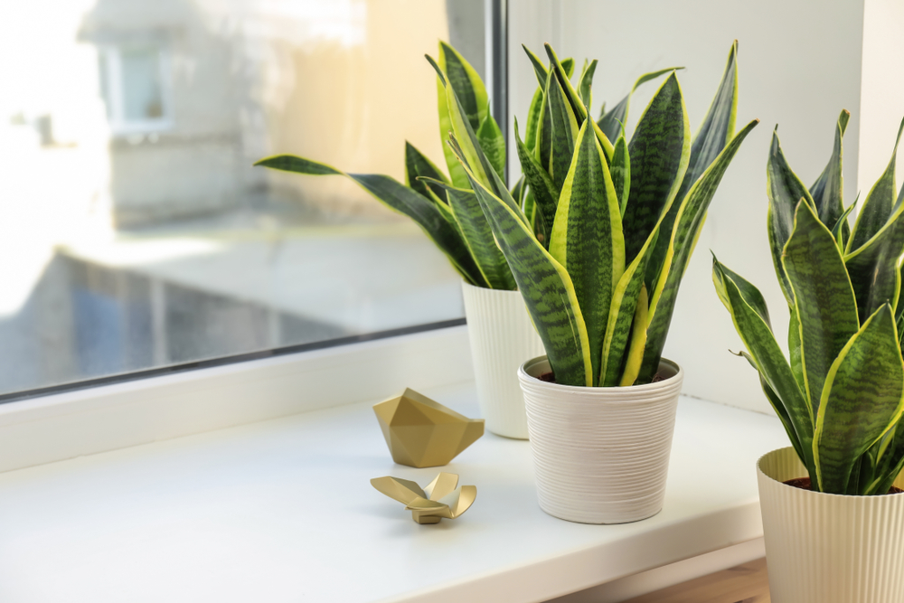 5 Tanaman Hias <i>Indoor</i> yang Mudah Dirawat, Cocok untuk Pemula