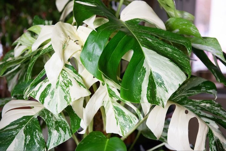 Tips Merawat Tanaman Monstera