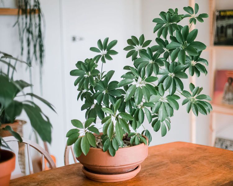 8 Rekomendasi Pohon <i>Indoor</i> yang Cantik untuk Rumah