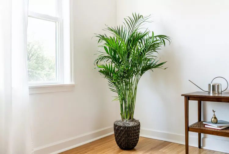 8 Rekomendasi Pohon <i>Indoor</i> yang Cantik untuk Rumah