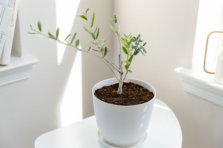 8 Rekomendasi Pohon <i>Indoor</i> yang Cantik untuk Rumah