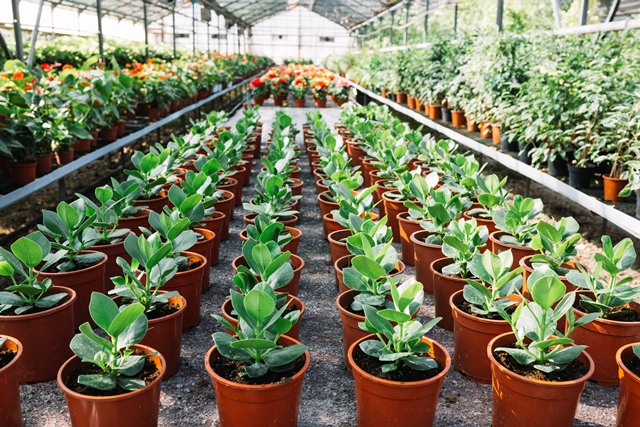 Jenis Buah yang Bisa Ditanam di Pot, Cocok untuk Rumah Minimalis