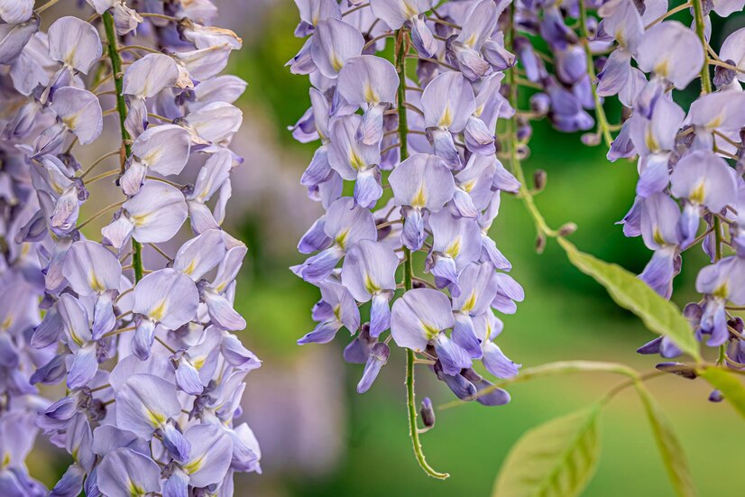 Waspada! 7 Tanaman Cantik Ini Diam-Diam Bisa Merusak Rumah