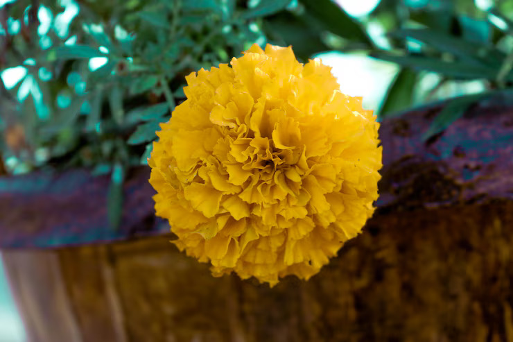 Tanaman Hias yang Ampuh Usir Hama, dari Rosemary hingga Marigold