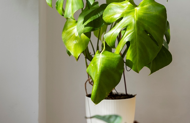 Tanaman Hias yang Bisa Hidup di Air, Cantik dan Mudah Dirawat