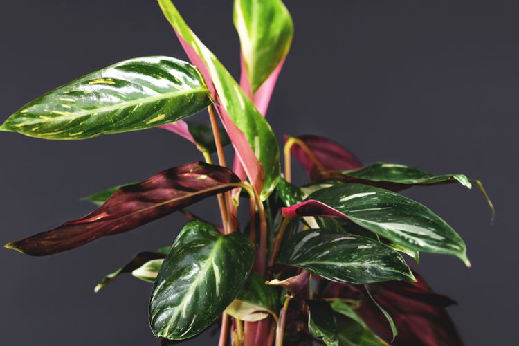 Tanaman Hias yang Lagi <i>Ngetren</i> 2026, Estetik dan Mudah Dirawat