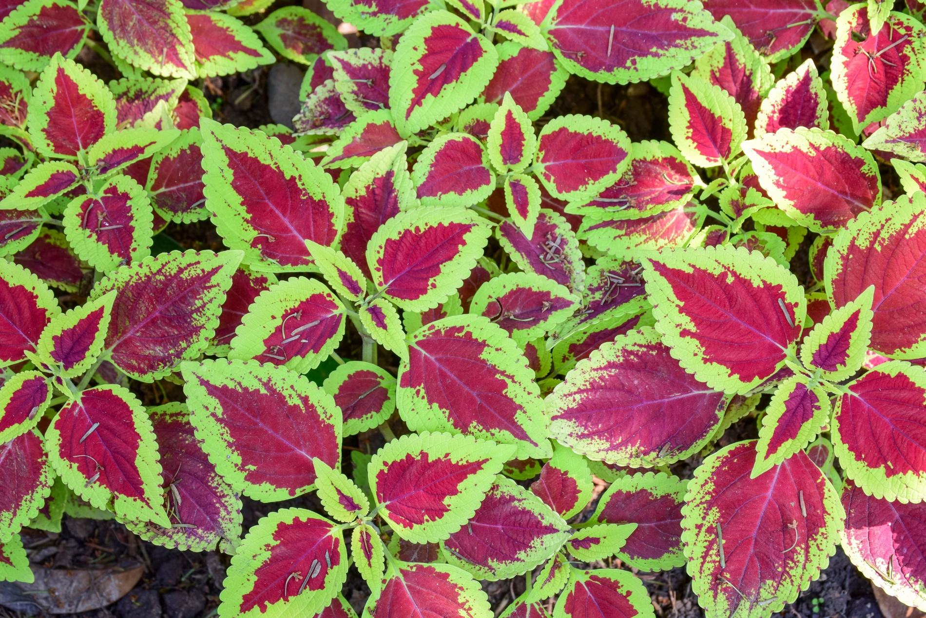 Coleus-500kb