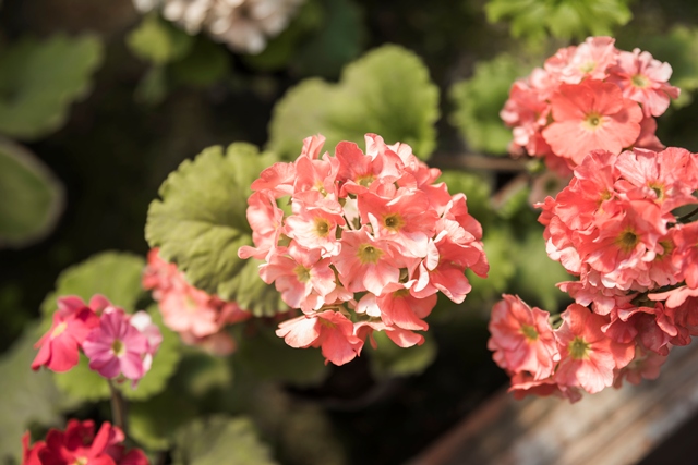 5 Bunga Penutup Tanah agar Halaman Rumah Lebih Asri