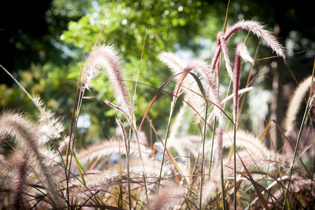 Miscanthus