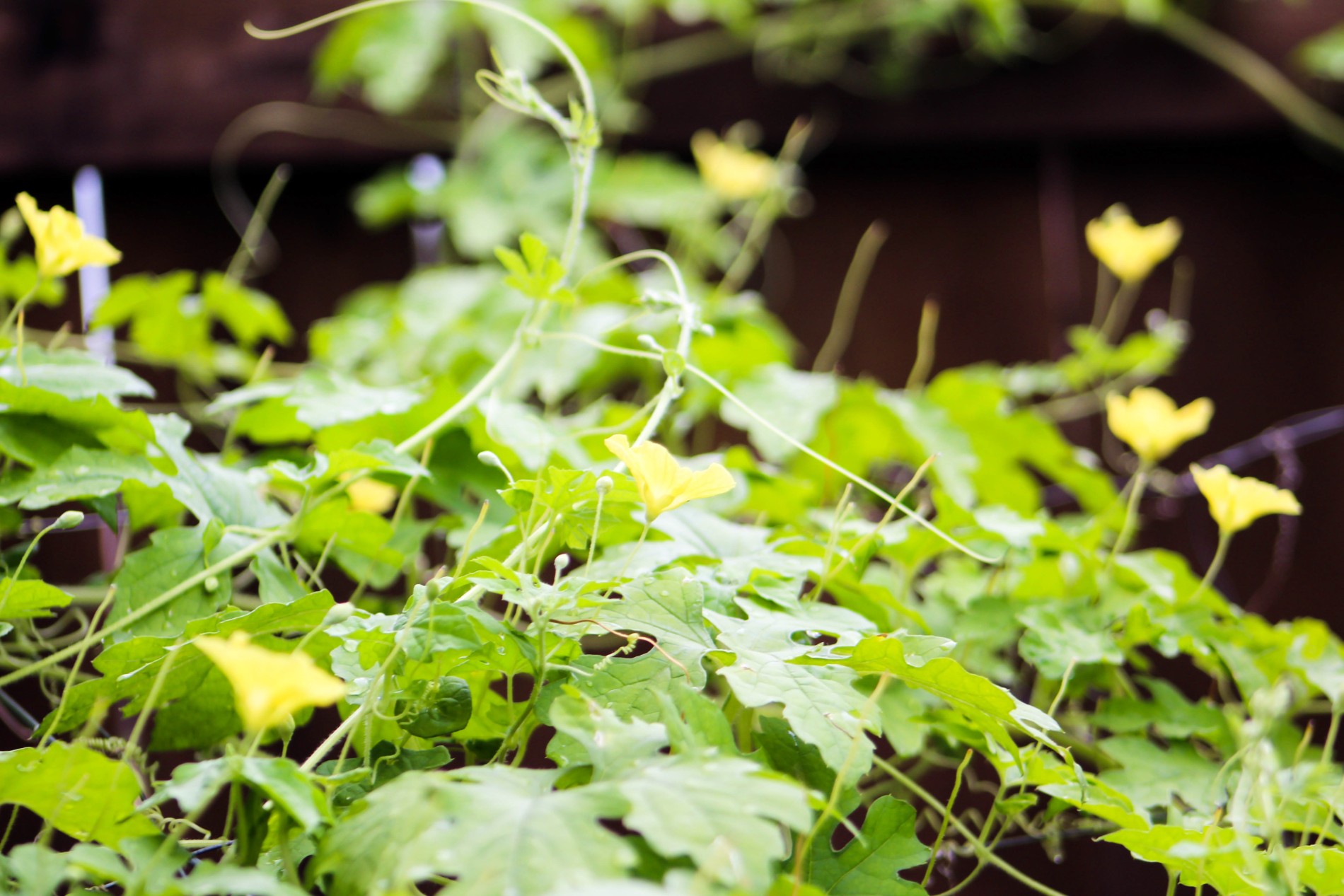 Sweet Potato Vine-500kb