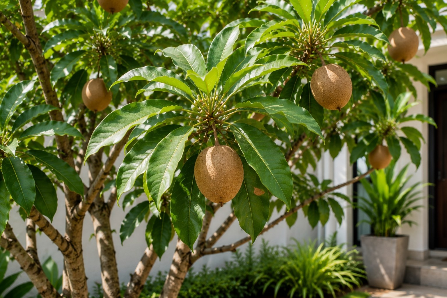 5 Jenis Pohon Buah yang Cocok untuk Halaman Cor