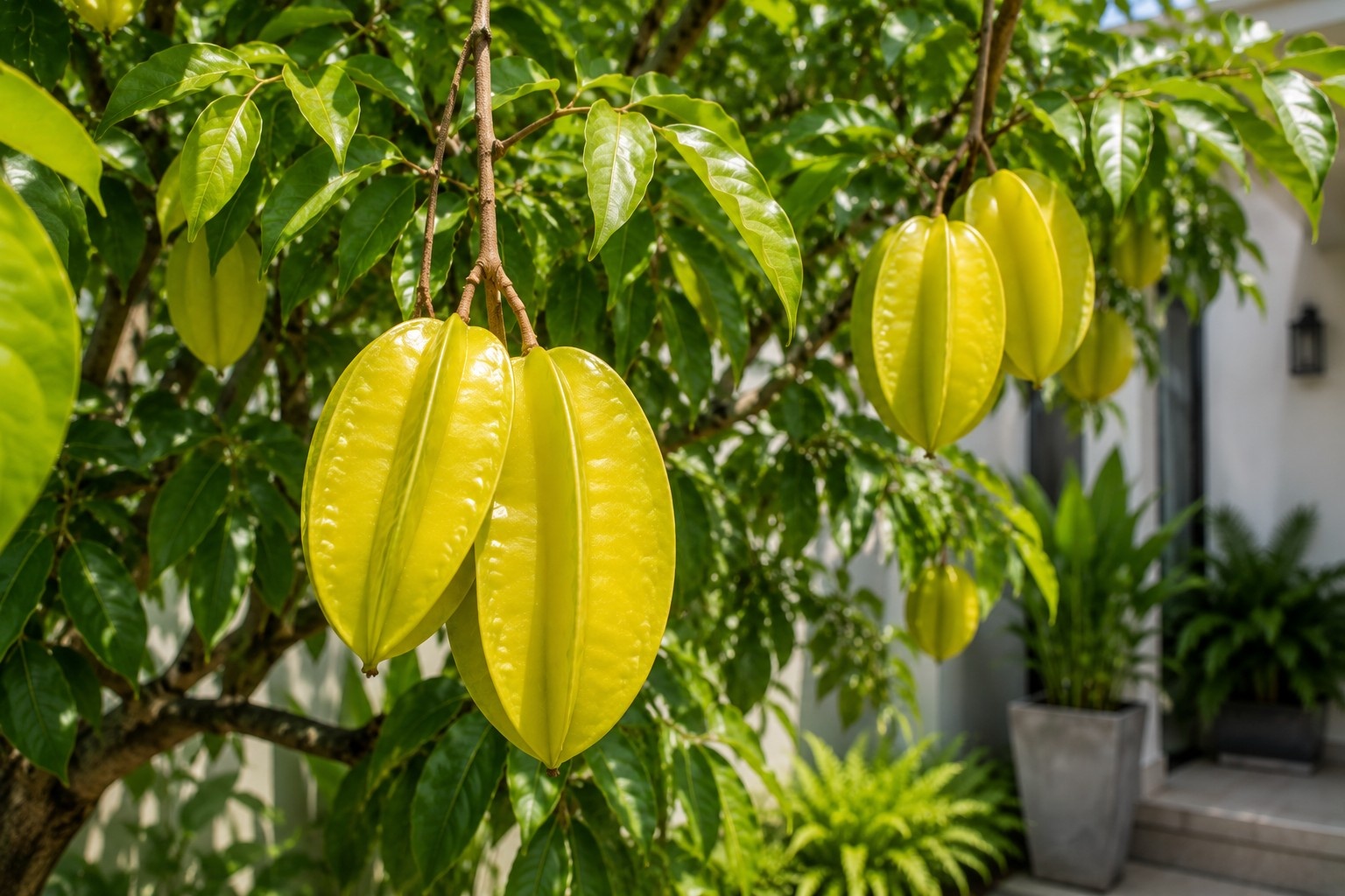 5 Jenis Pohon Buah yang Cocok untuk Halaman Cor
