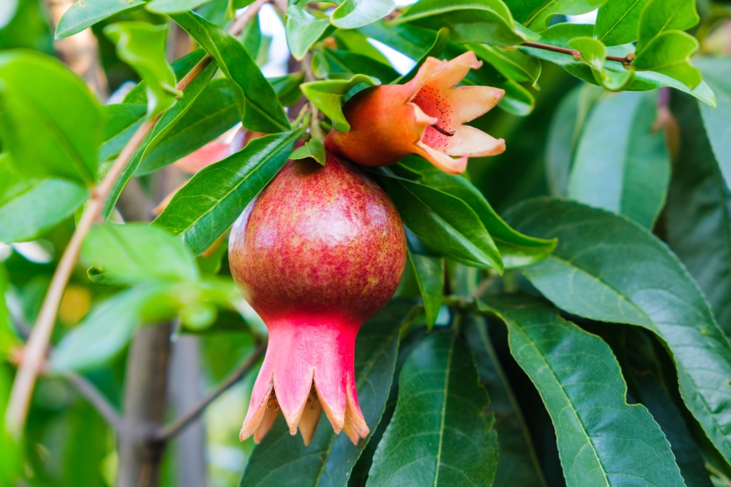 5 Jenis Pohon Buah yang Cocok untuk Halaman Cor
