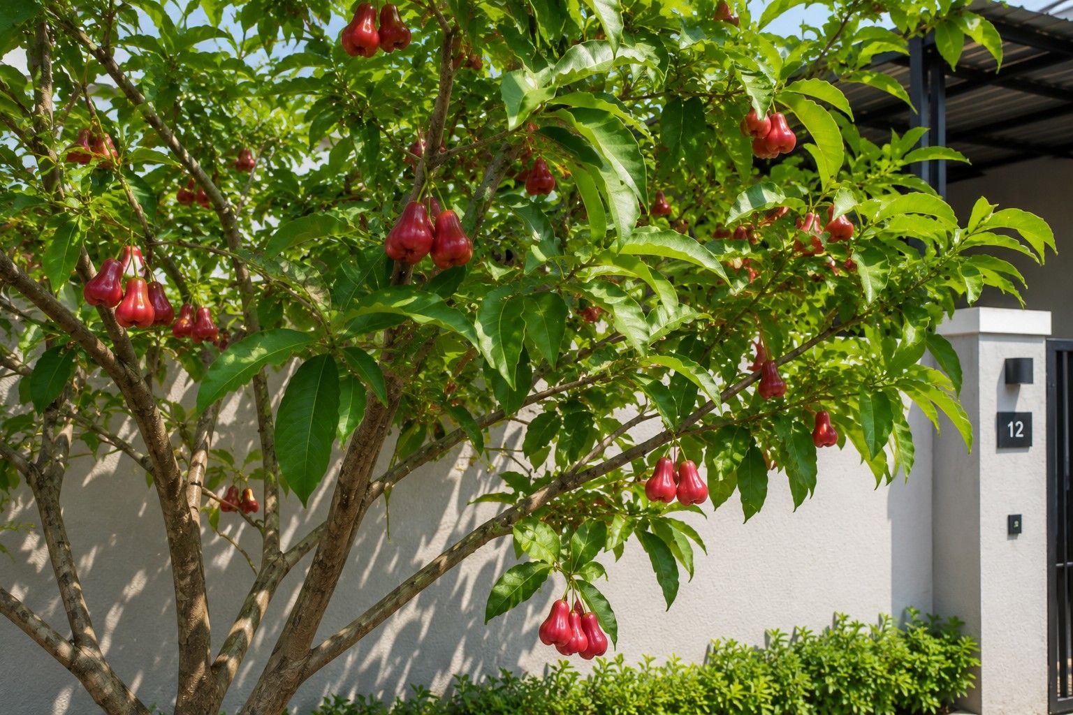 5 Jenis Pohon Buah yang Cocok untuk Halaman Cor