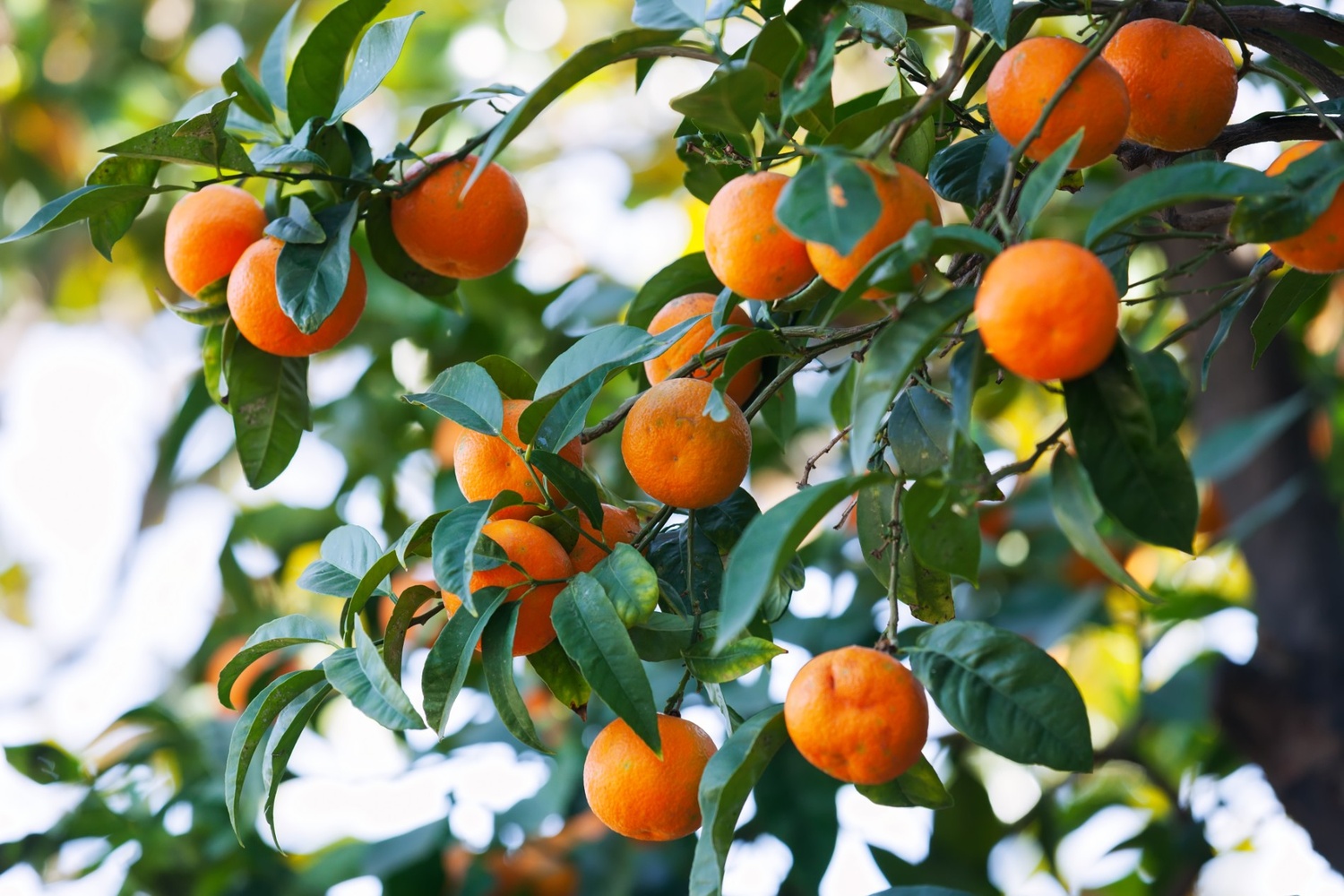5 Jenis Pohon Buah yang Cocok untuk Halaman Cor