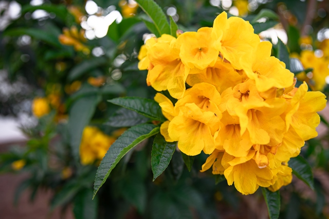 allamanda