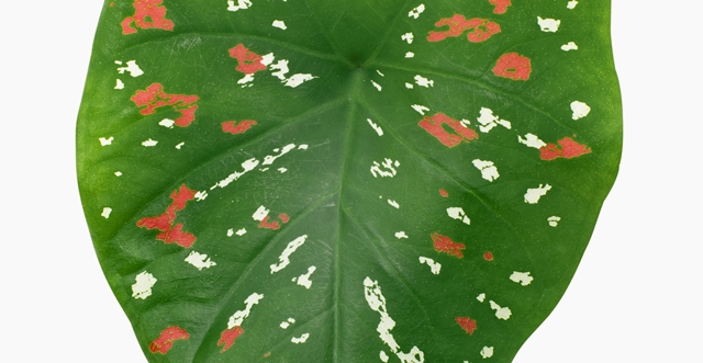 Tanaman Hias yang Bisa Hidup di Air, Cantik dan Mudah Dirawat