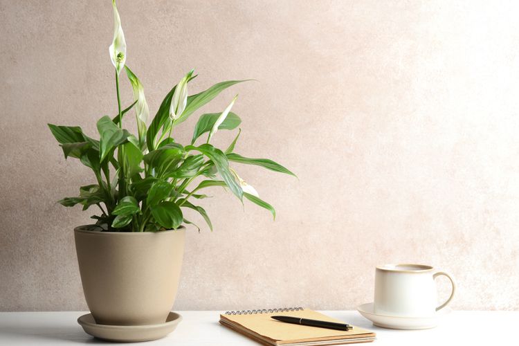 Rumah Lebih Sehat, Ini Tanaman yang Bisa Jadi Air Purifier