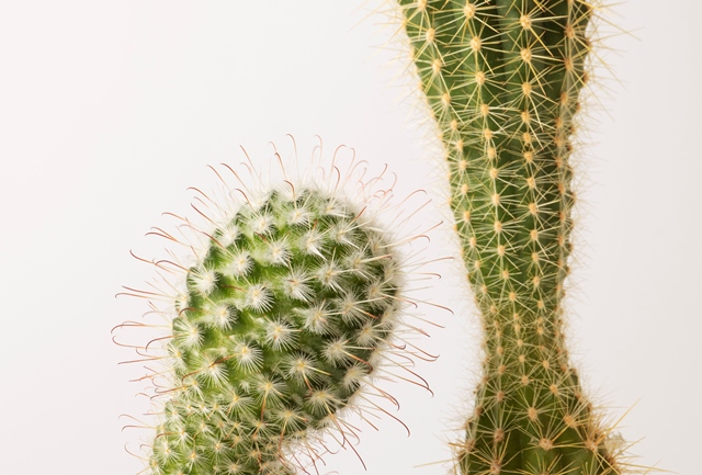 Tanaman Hias Tahan Panas, Pilihan Tepat di Musim Kemarau