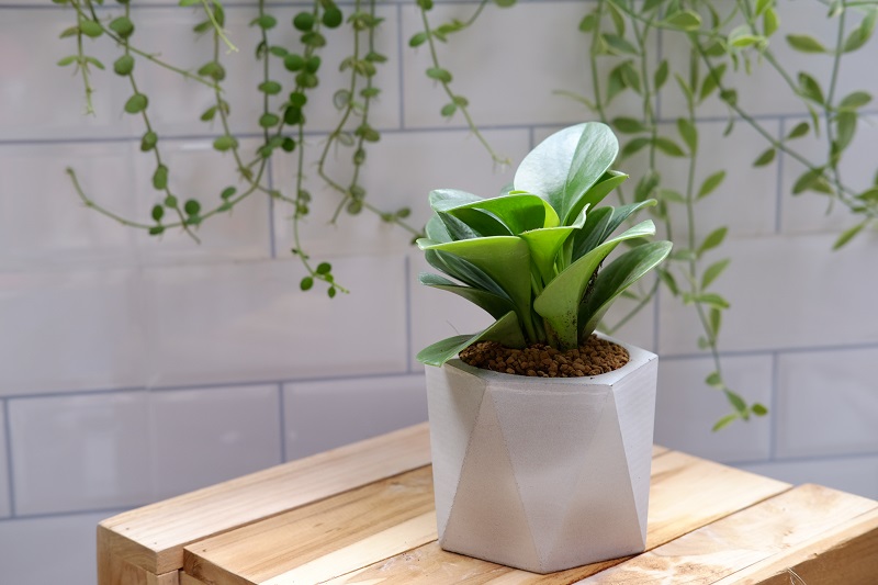 peperomia