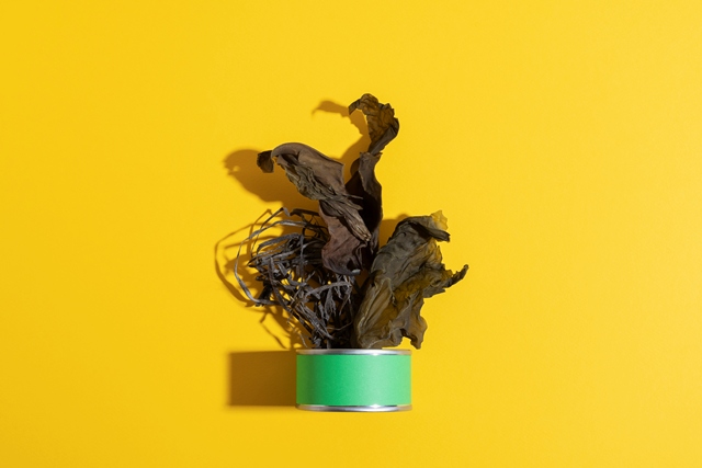 Daun Menguning atau Layu pada Tanaman Hias? Jangan Panik, Ini Kata Ahli