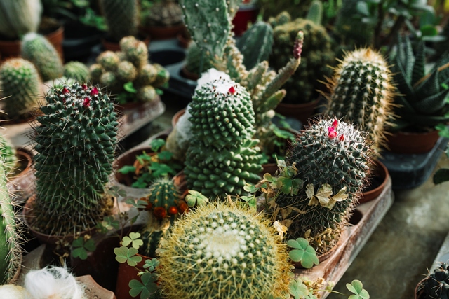 Tanaman Hias Tahan Panas, Pilihan Tepat di Musim Kemarau