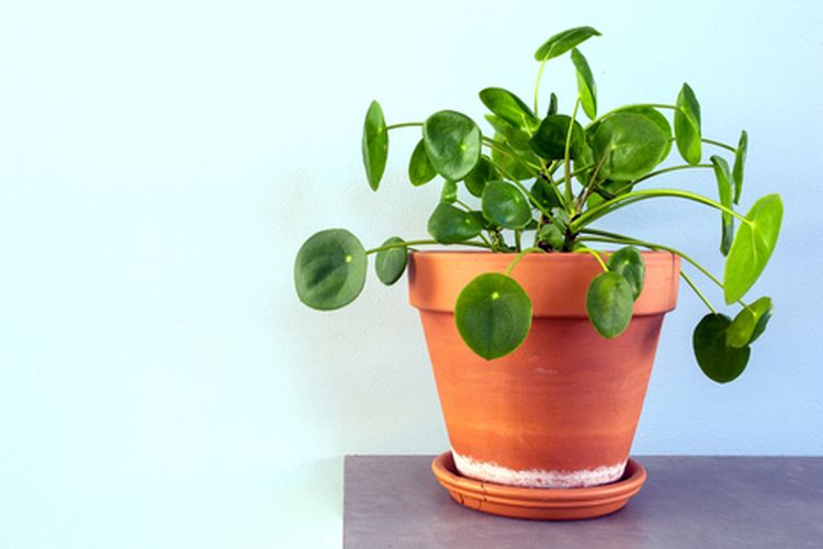 tanaman pilea