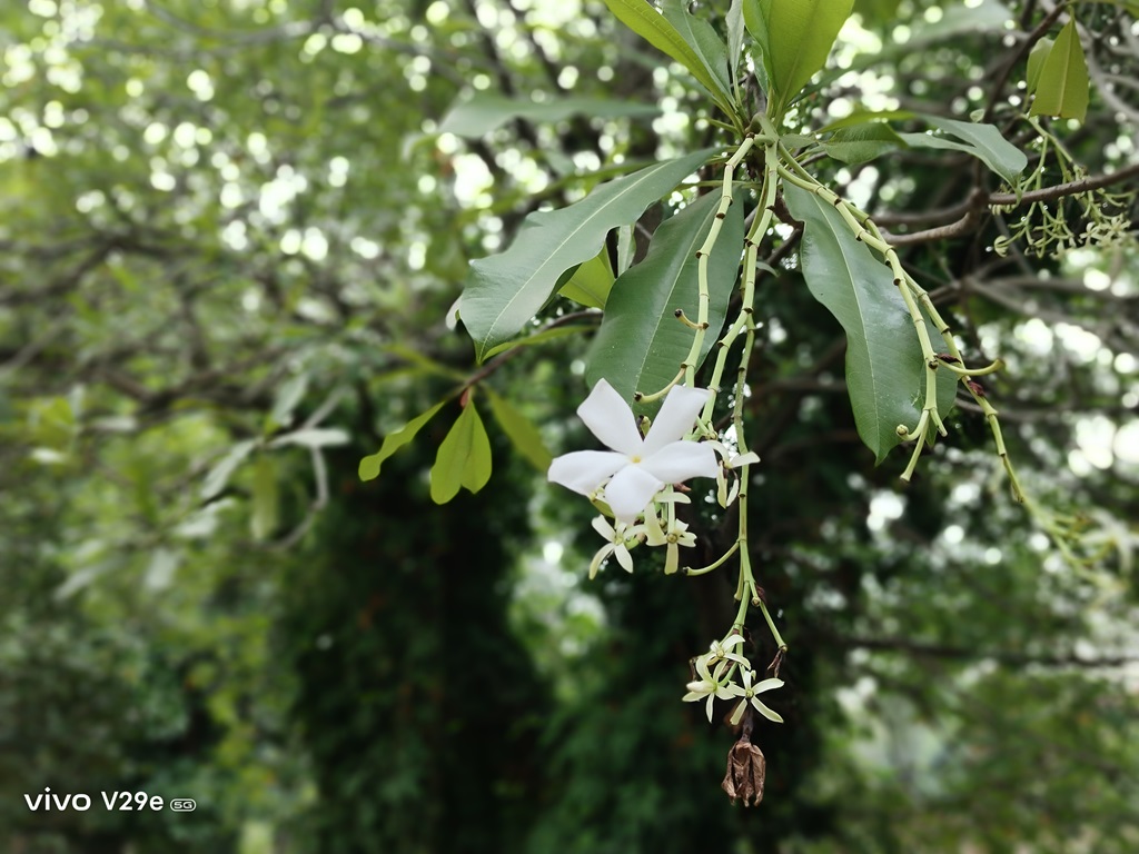 Review vivo V29e, Gak Cuma Buat Foto tapi Performanya Serba Oke