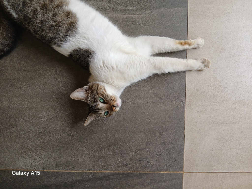 Review Samsung Galaxy A15 4G, Spesifikasi Menengah Harga Terjangkau Rasa Premium