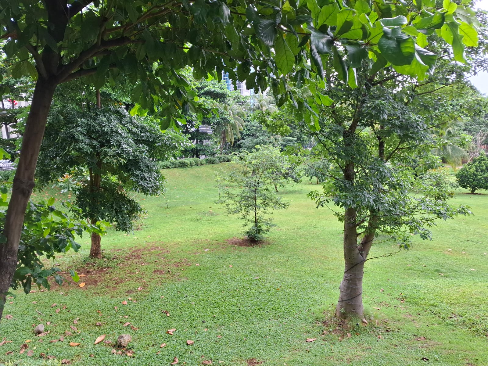 Samsung Galaxy A55 5G, Makin Keren dan Menarik